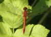 J01_4037 Sympetrum sanguineum male